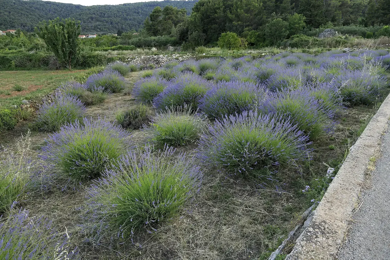 lavanda